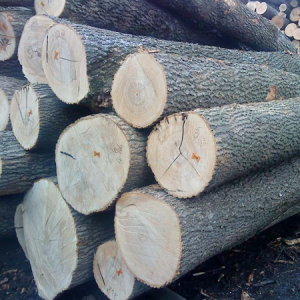 Ash Round Logs - Team Timber GmbH