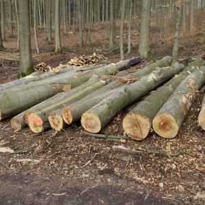 European Beech Logs - Team Timber GmbH