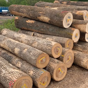 European White Ash Logs - Team Timber GmbH