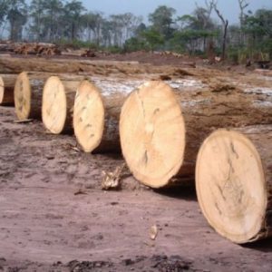 Makore Wood : Online Exporter Supplier & Wholesaler