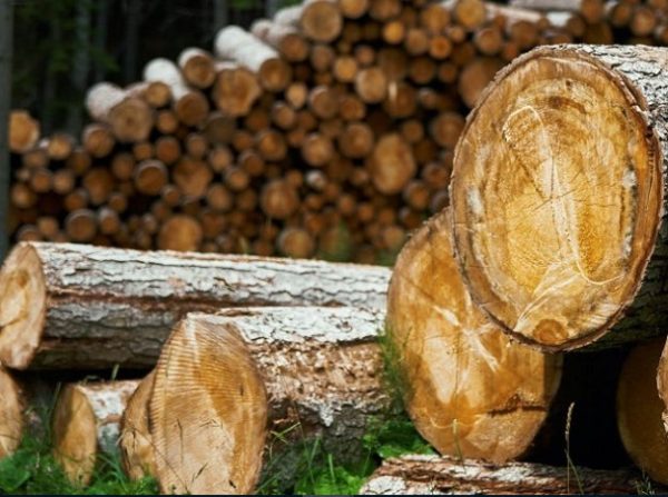 Premium Locust Lumber for Sale – Source the Finest Today