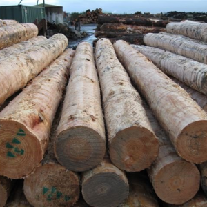 Radiata Pine Logs - Team Timber GmbH