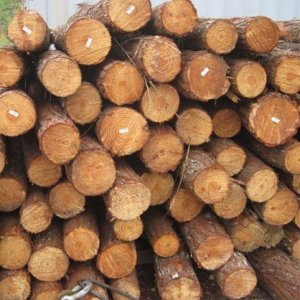 Yellow Southern Pine Logs - Team Timber GmbH